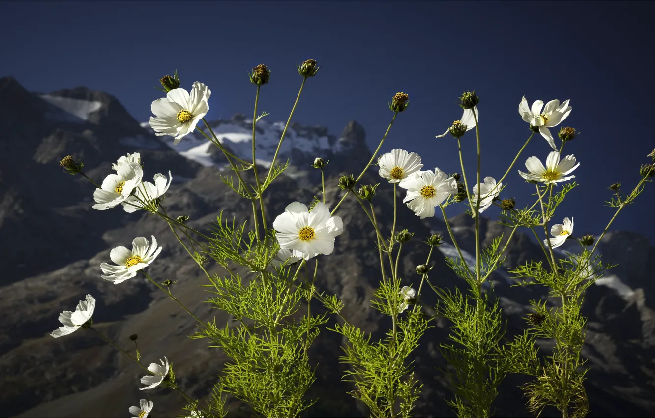 Photo wallpaper flowers, mountains, bokeh