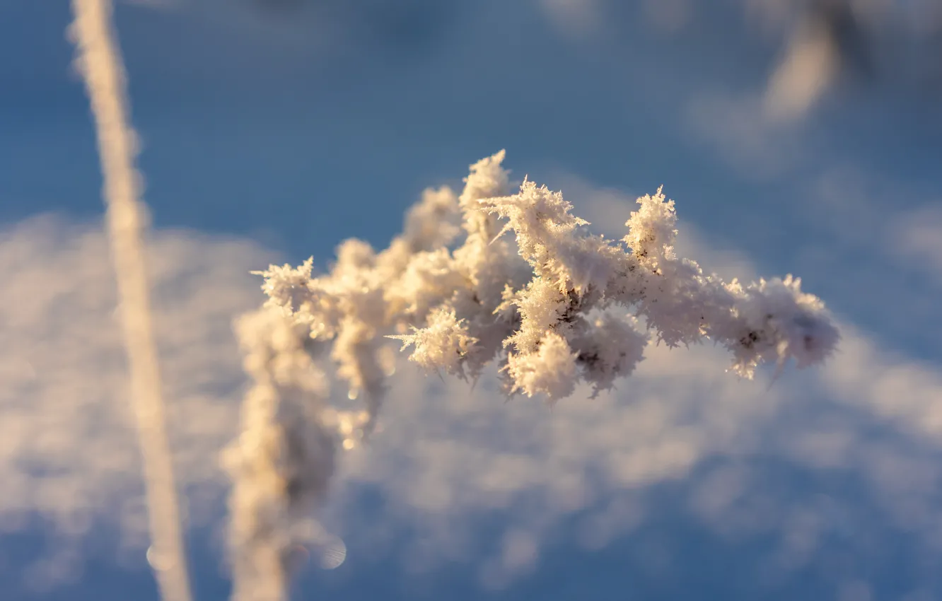 Photo wallpaper cold, winter, frost, grass, snow, Under the snow