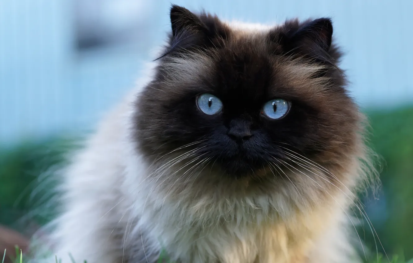 Photo wallpaper cat, cat, close-up, portrait, muzzle, beauty, blue eyes, large