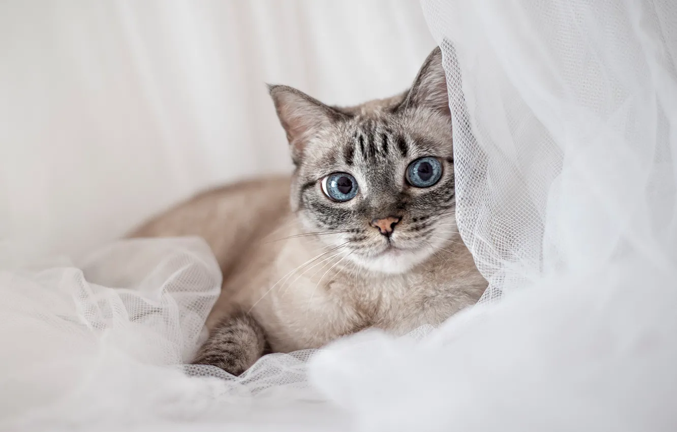 Photo wallpaper cat, cat, look, blue eyes, light background, Neva masquerade
