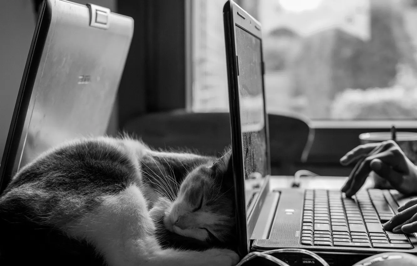Photo wallpaper cat, sleep, black and white, cat, laptop