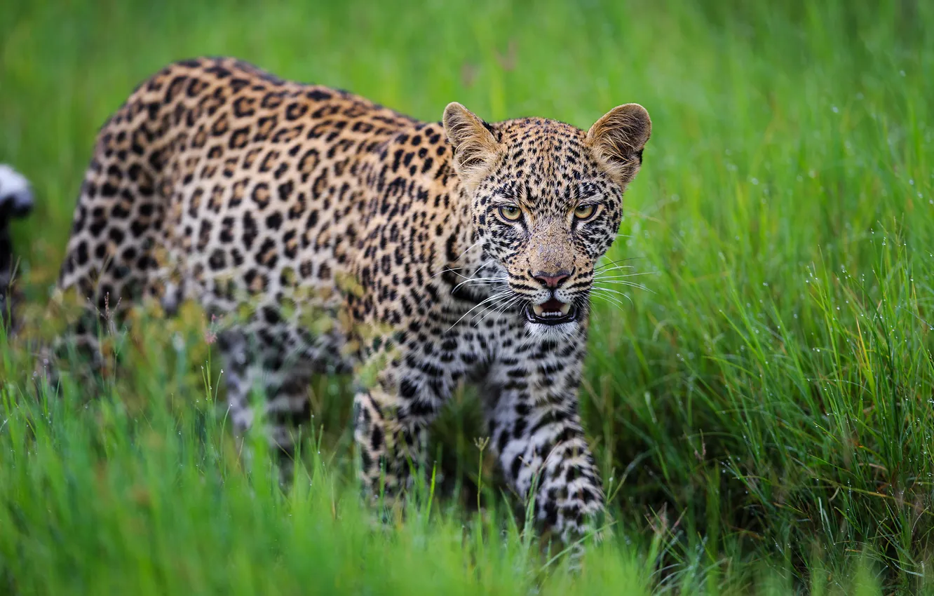 Photo wallpaper grass, look, face, leopard, sneaks
