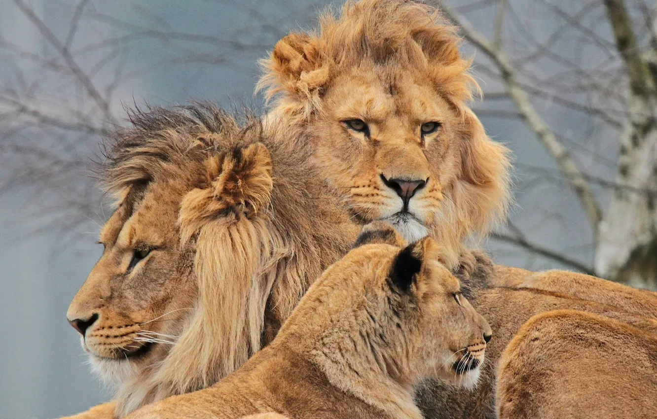 Photo wallpaper lions, lioness, Trinity, Swedish family