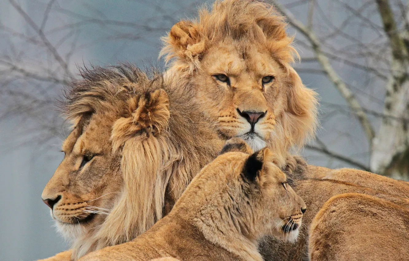 Photo wallpaper Leo, lioness, Trinity, Swedish family