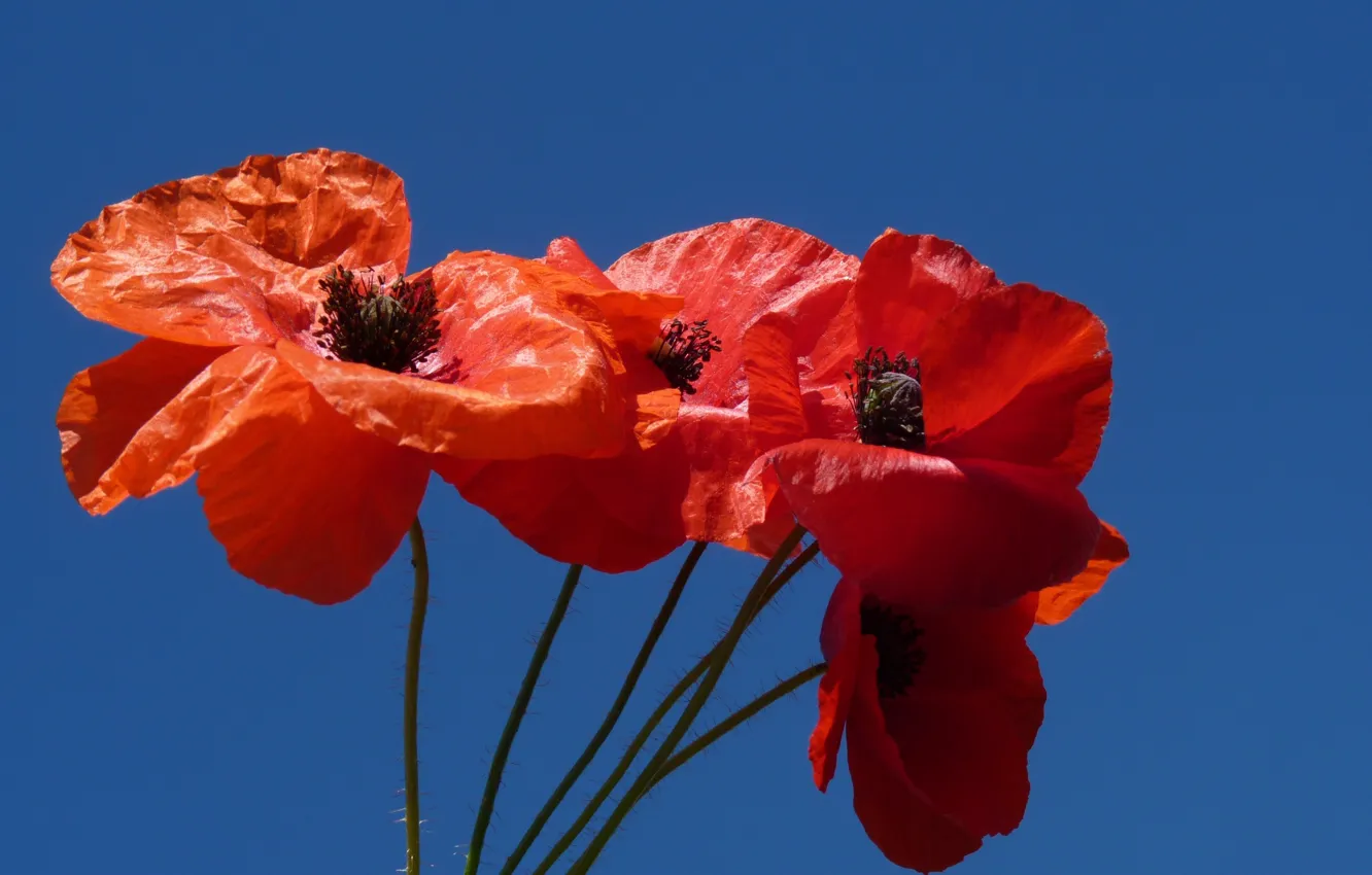 Photo wallpaper the sky, macro, Mac, petals