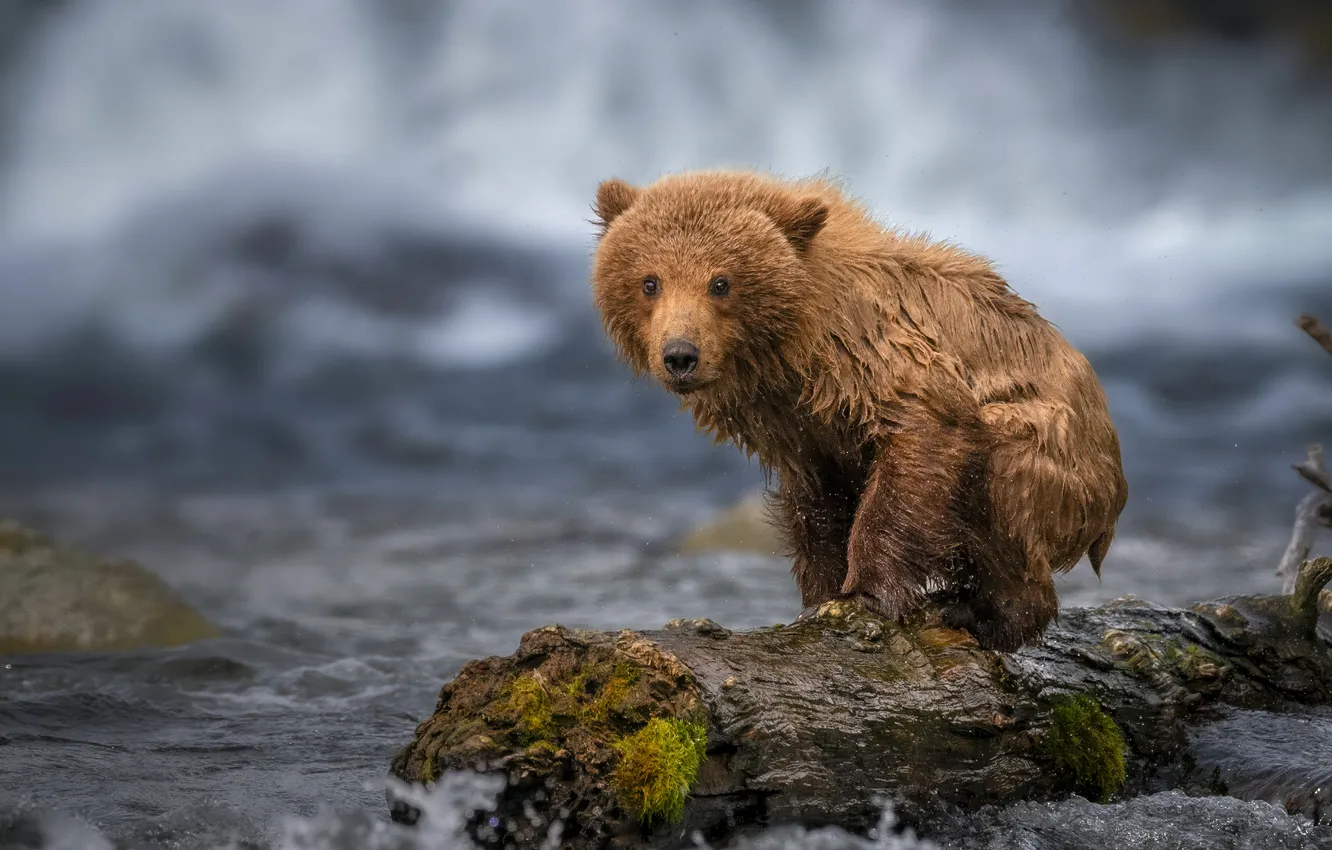 Photo wallpaper river, bear, log, bearish
