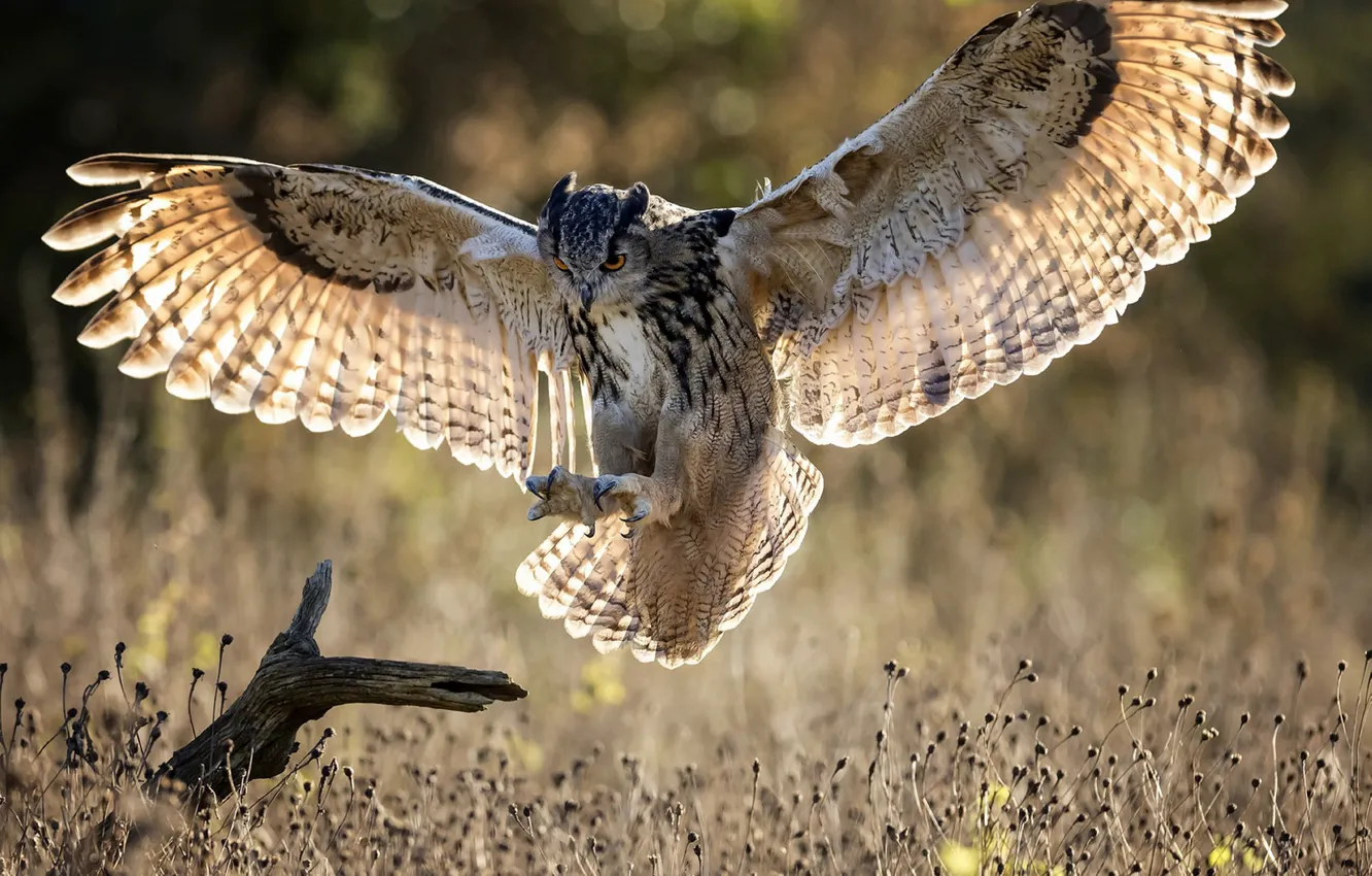 Photo wallpaper birds, predator, owl