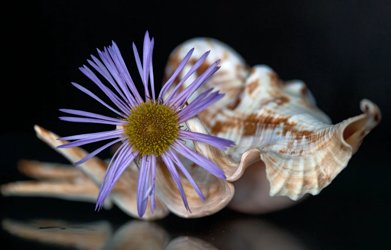 Photo wallpaper flowers, background, shell