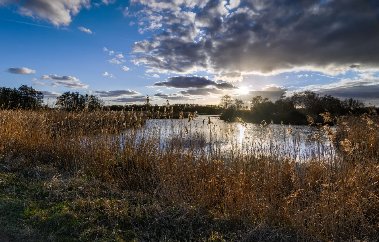 Photo wallpaper the sun, clouds, reed, river