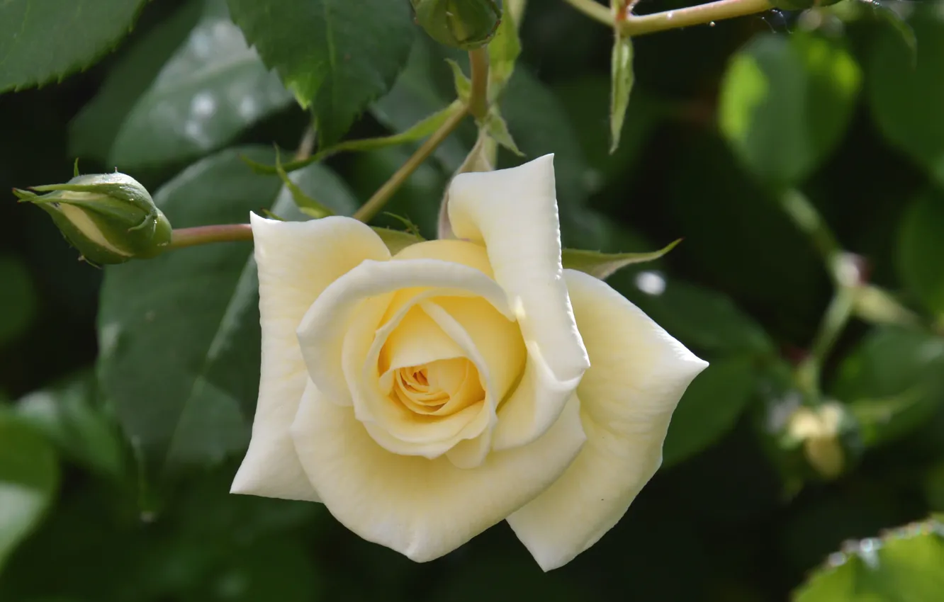 Photo wallpaper rose, petals, pale