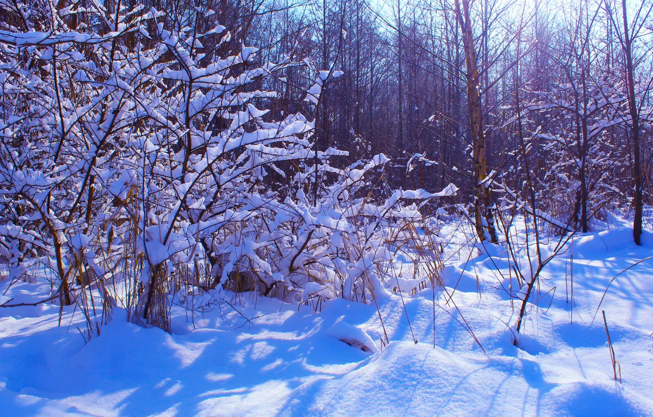 Photo wallpaper white, forest, cloud, park, winter, snow, branches