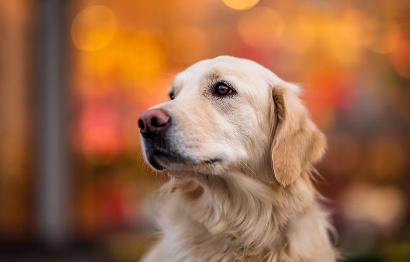 Photo wallpaper look, face, portrait, dog, Retriever