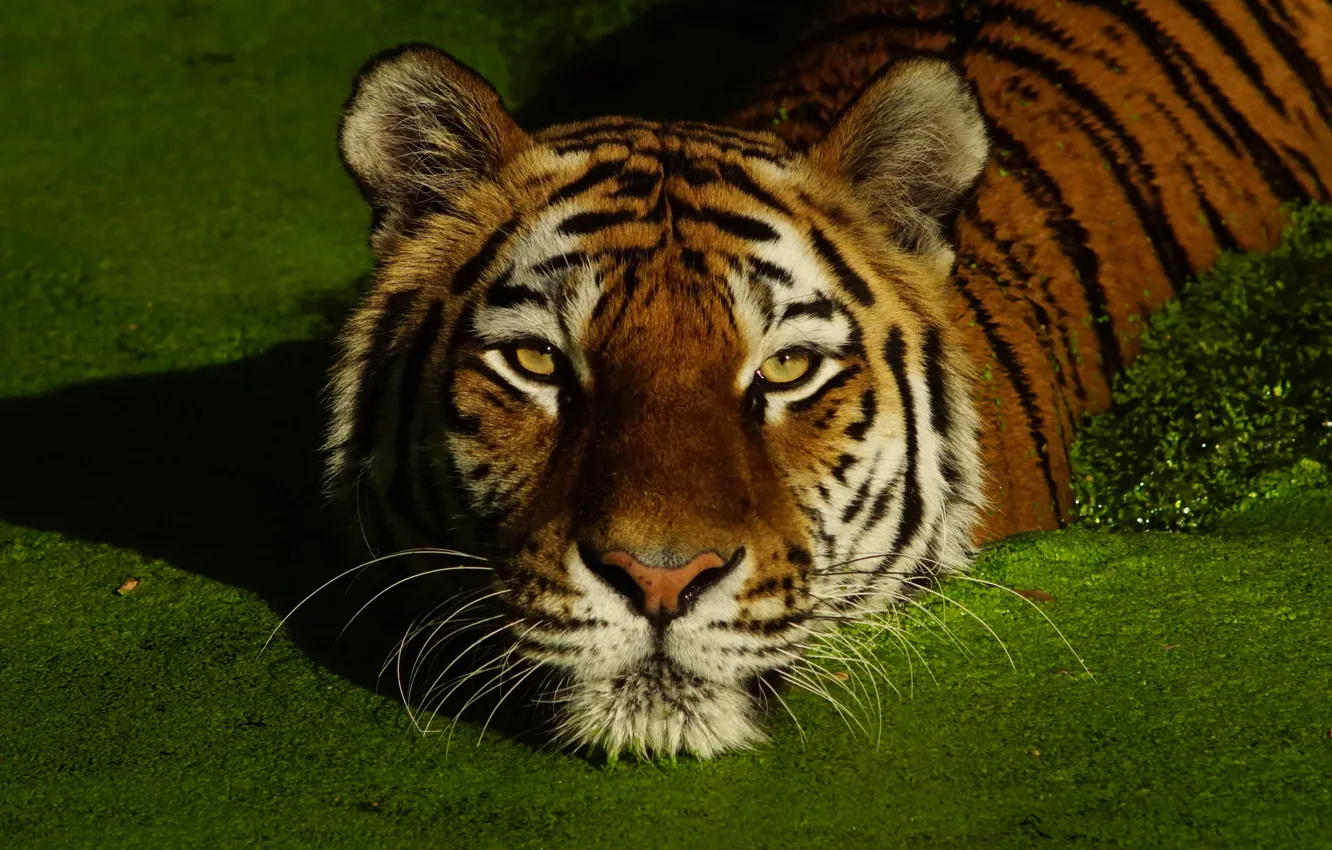 Photo wallpaper face, tiger, bathing