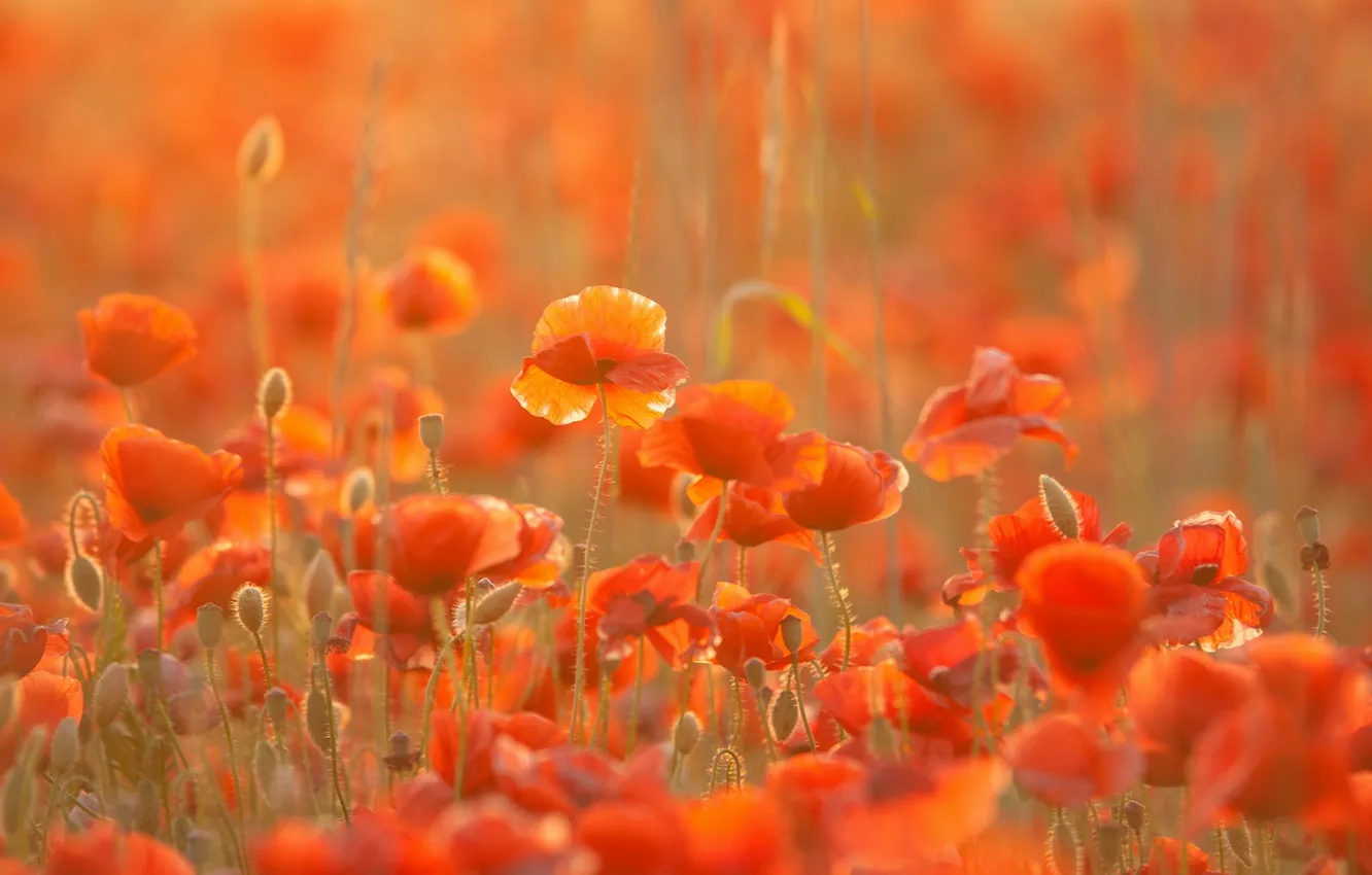 Photo wallpaper light, flowers, red, Maki, spikelets, bokeh, poppy field