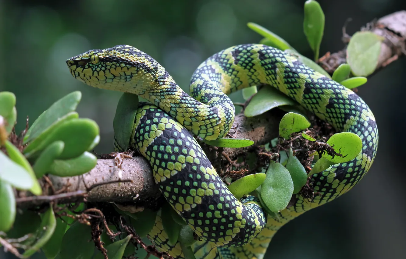 Photo wallpaper branches, green, snake