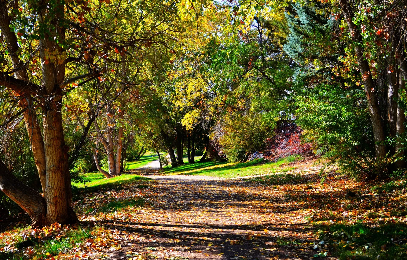 Photo wallpaper autumn, trees, foliage, trail, falling leaves, trees, autumn, leaves