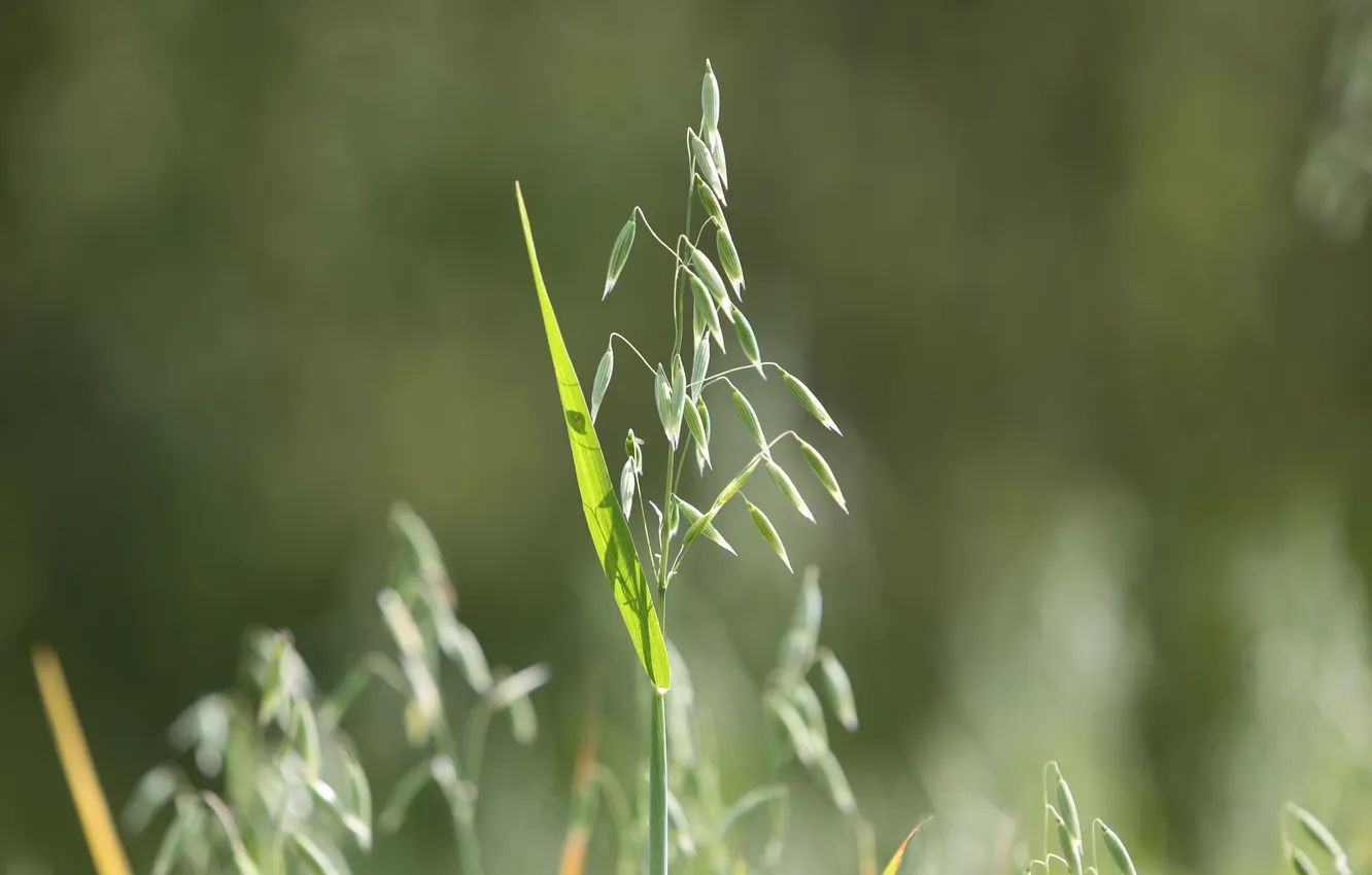 Photo wallpaper background, spikelets, blurred, oats
