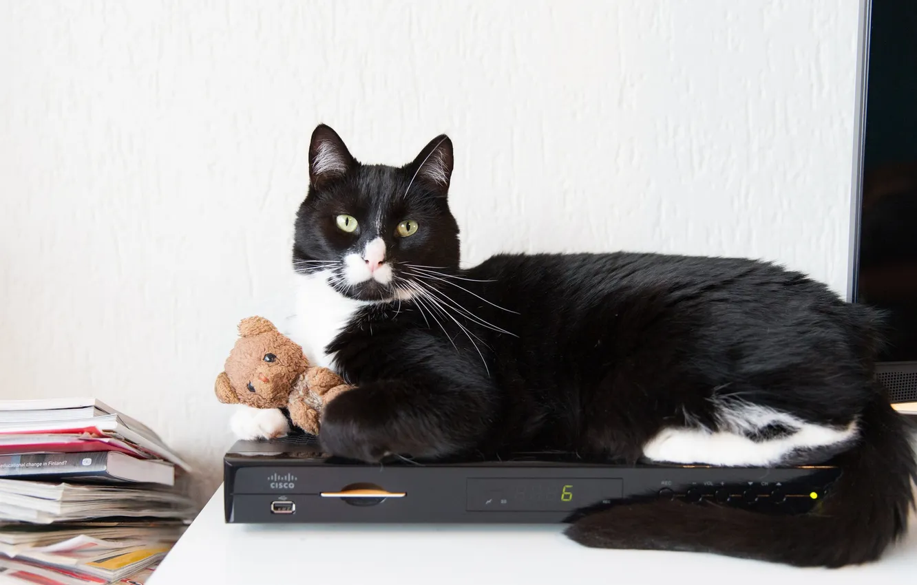 Photo wallpaper cat, mustache, look, toy