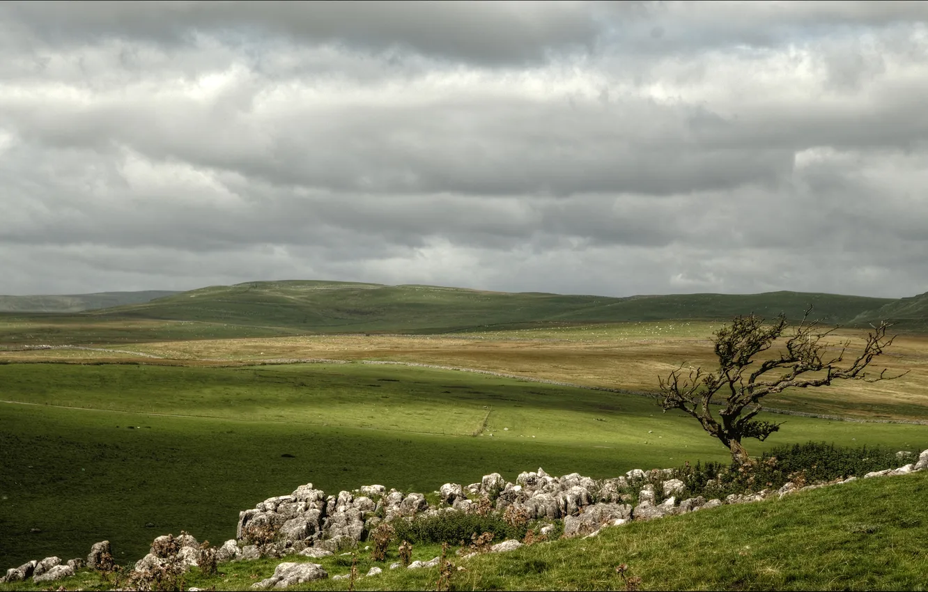 Photo wallpaper field, trees, landscape
