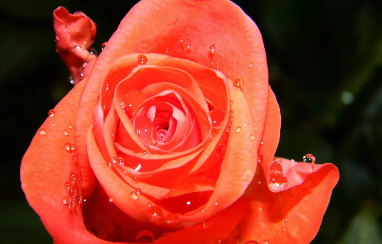 Photo wallpaper flower, rose, drop