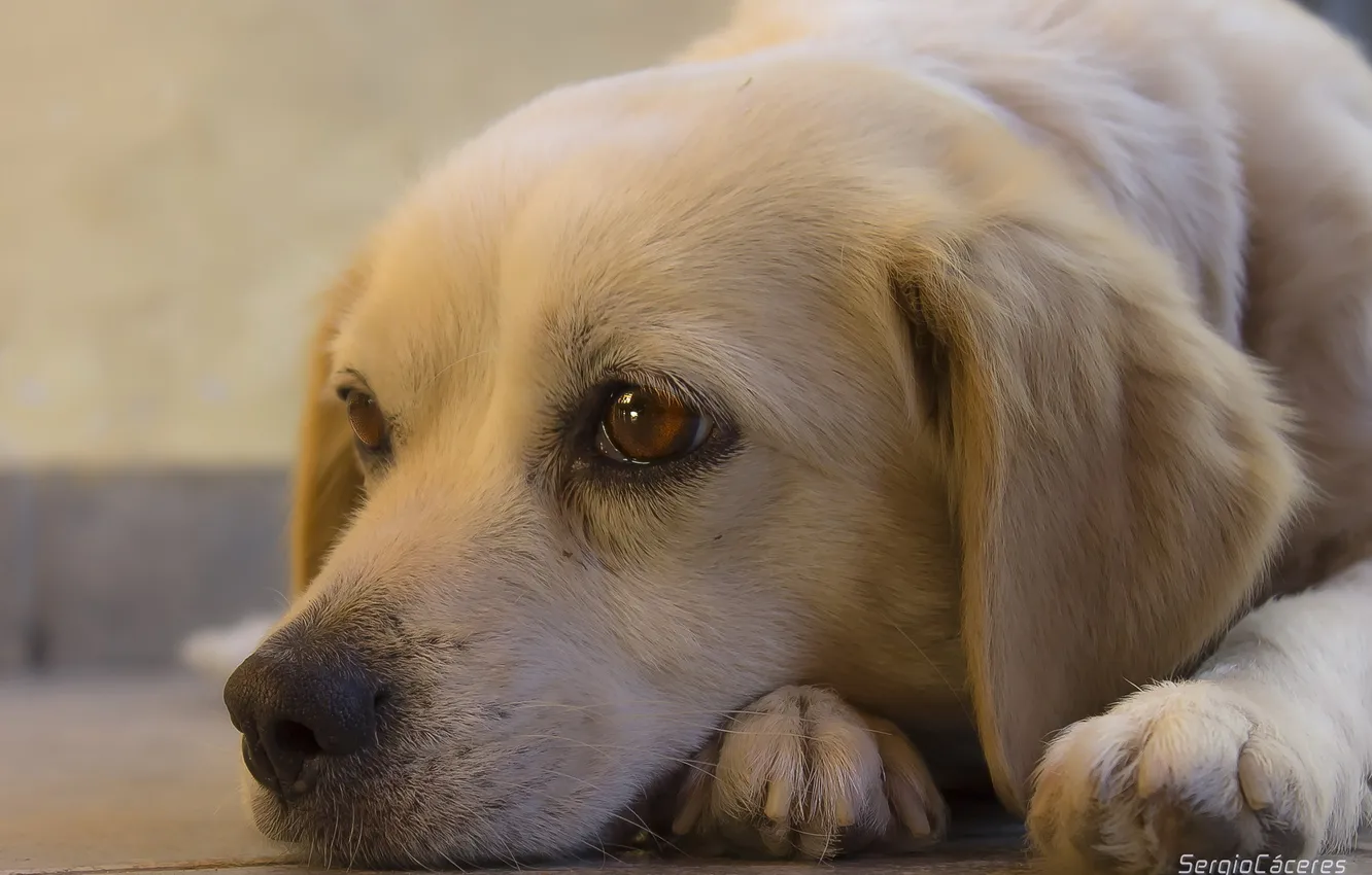 Photo wallpaper look, each, dog