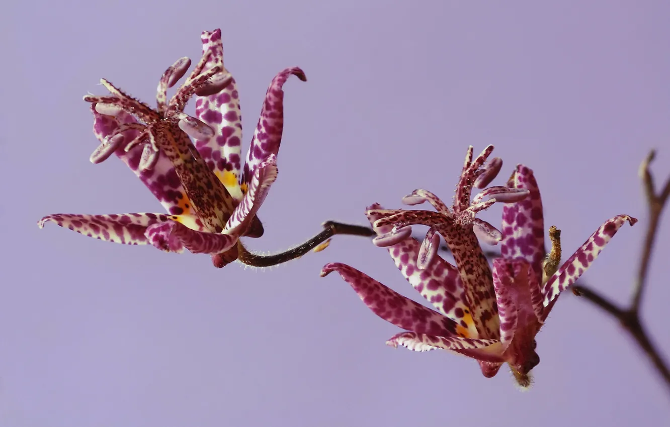 Photo wallpaper flower, nature, plant, petals, exotic