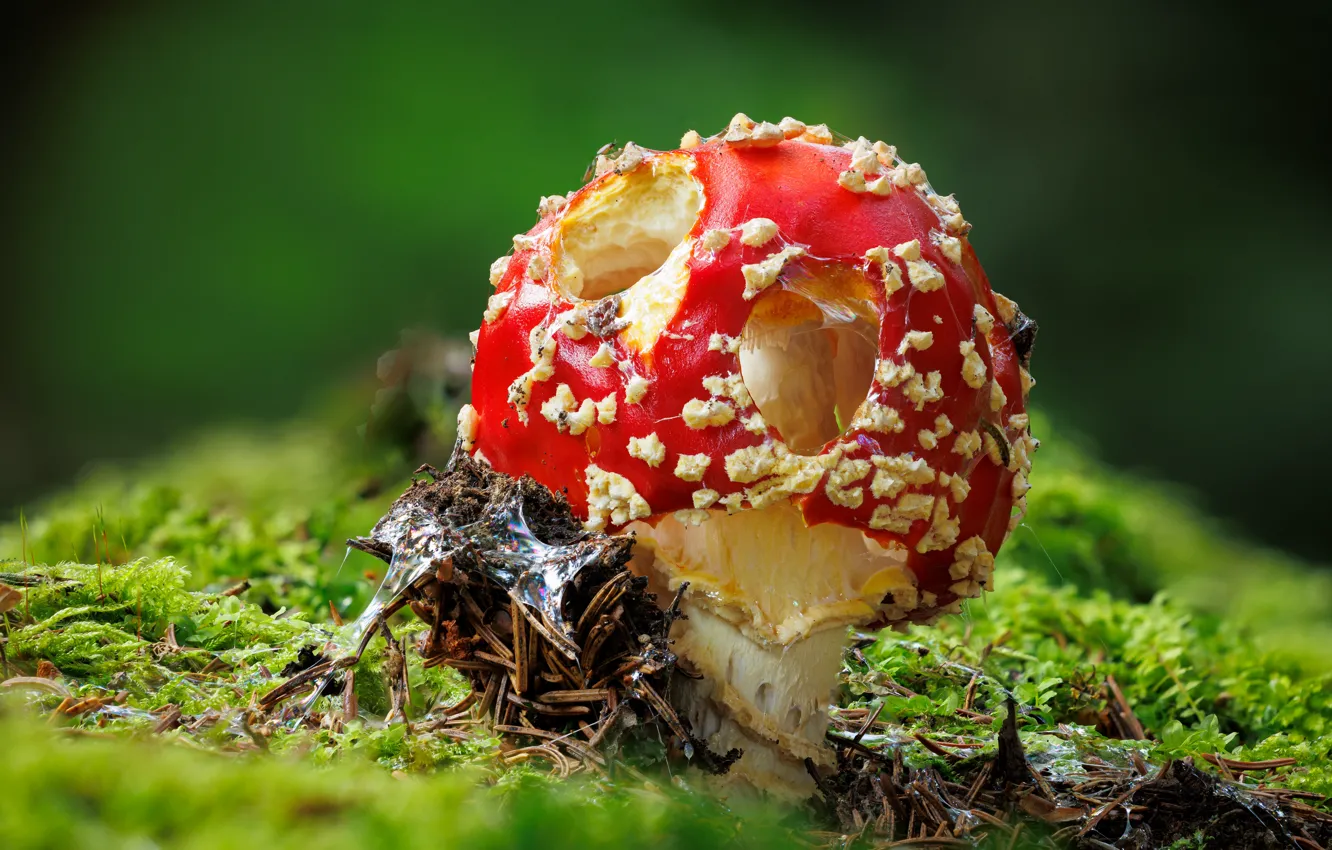 Photo wallpaper autumn, forest, mushrooms, moss, mushroom, hole