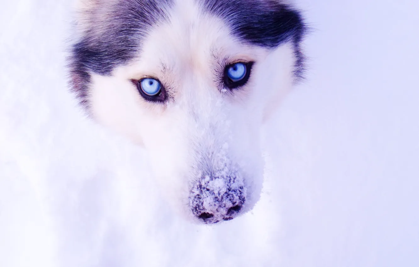 Photo wallpaper eyes, snow, husky