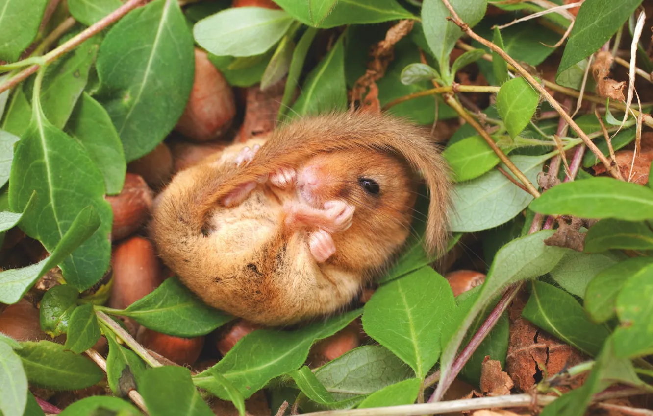 Photo wallpaper nature, nature, rodent, mammal, Hazel Dormouse, Mushlovka, A small mammal, Small mammal