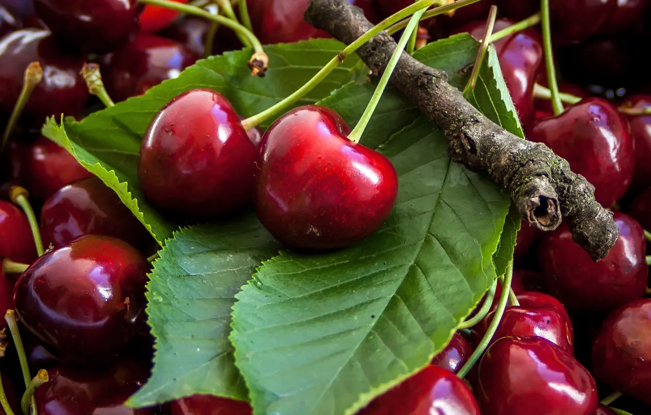 Photo wallpaper macro, berries, cherry