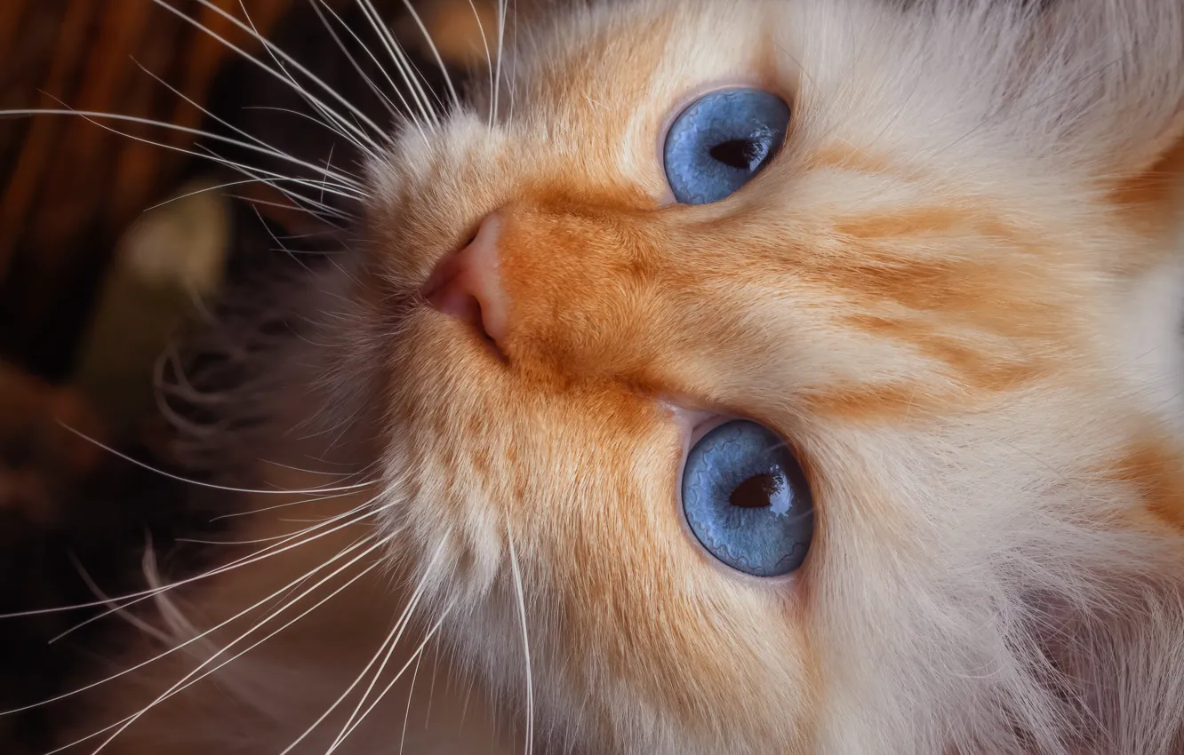 Photo wallpaper cat, look, pose, face, cat