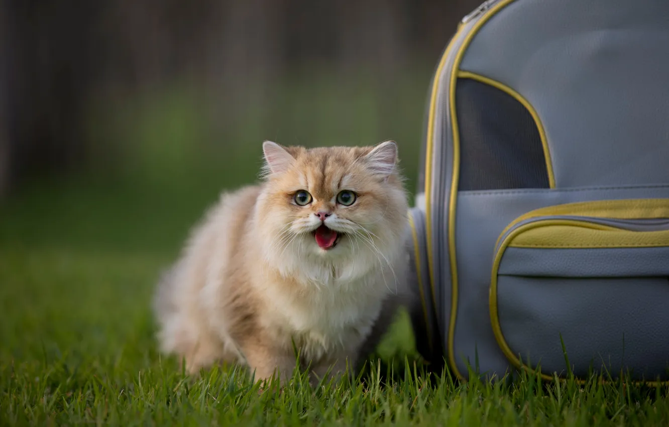 Photo wallpaper language, cat, grass, cat, look, nature, pose, sweetheart