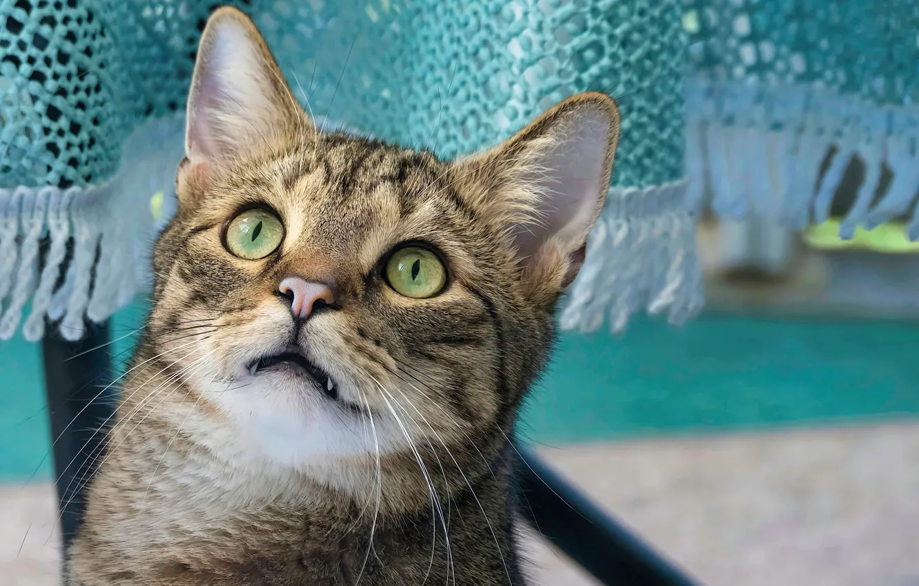 Photo wallpaper cat, cat, curtains