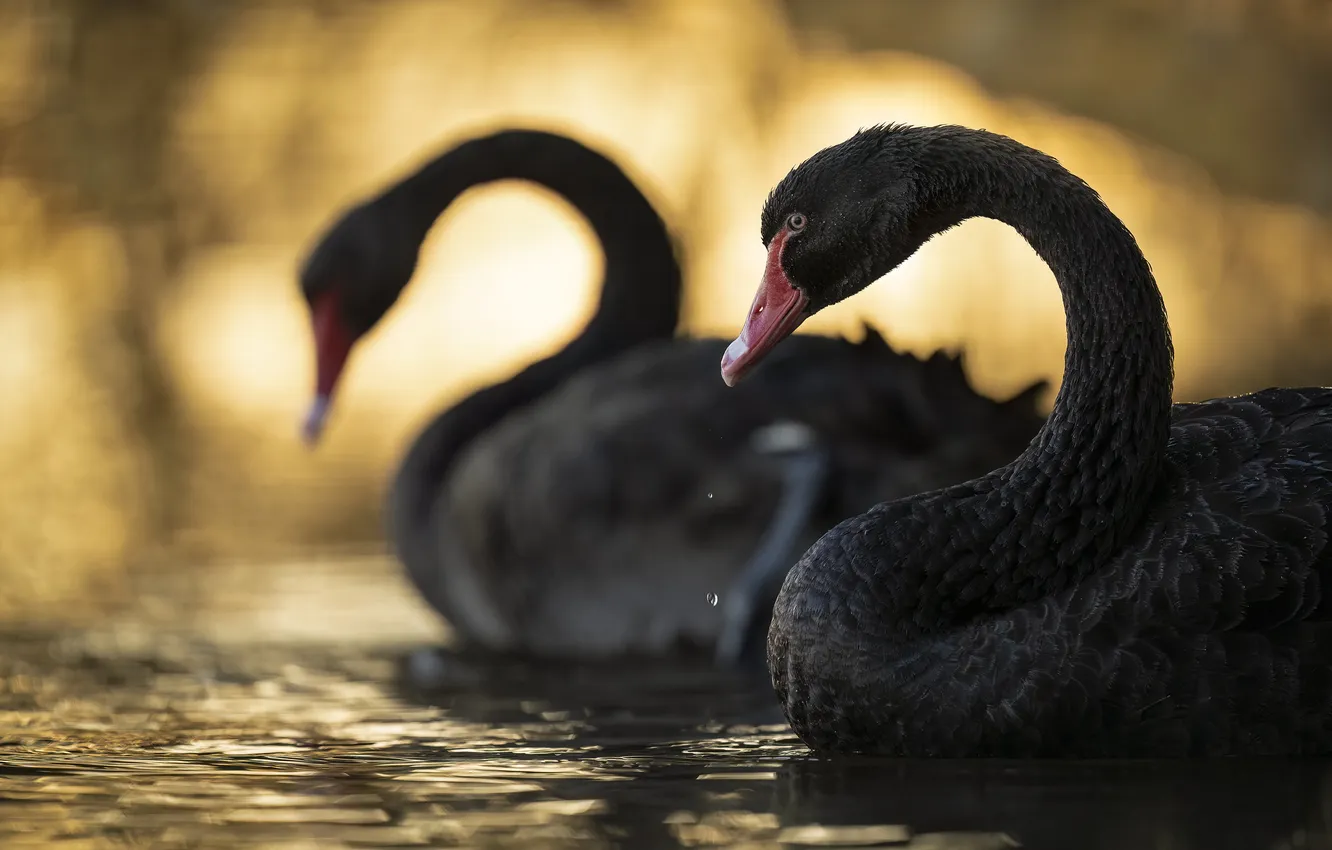 Photo wallpaper pair, swans, black swans