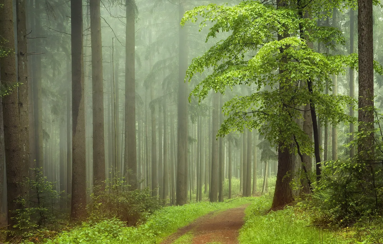 Photo wallpaper forest, summer, nature