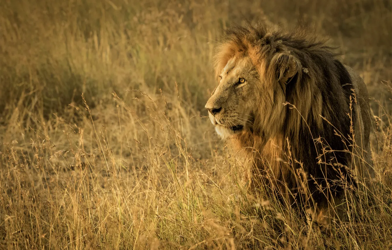 Photo wallpaper grass, Leo, the king of beasts, Savannah, Africa, wild cat, Tanzania