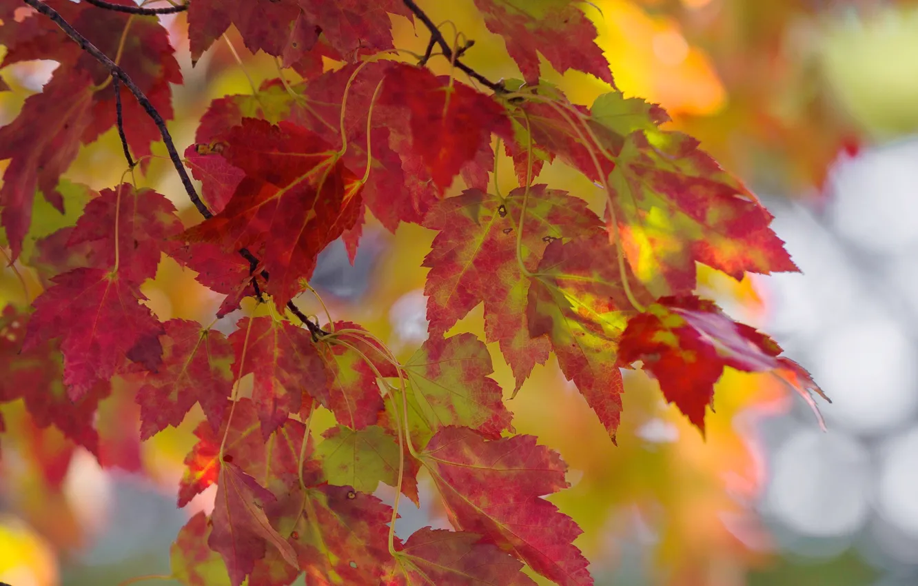 Photo wallpaper autumn, leaves, branches, maple