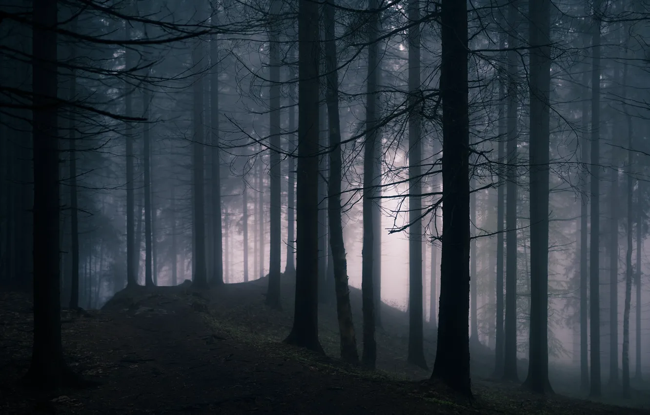 Photo wallpaper forest, trees, nature, fog