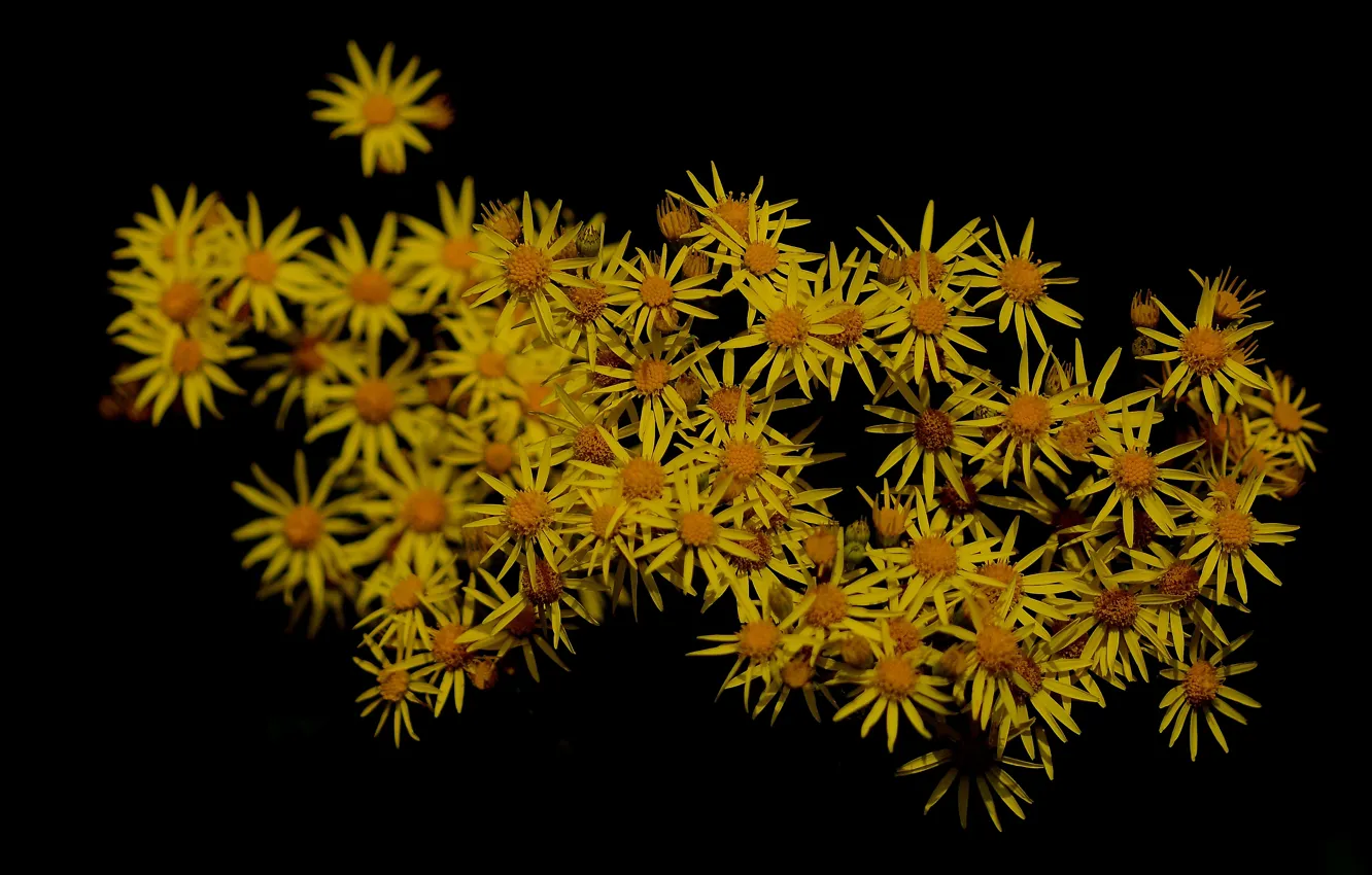Photo wallpaper macro, flowers, nature, background