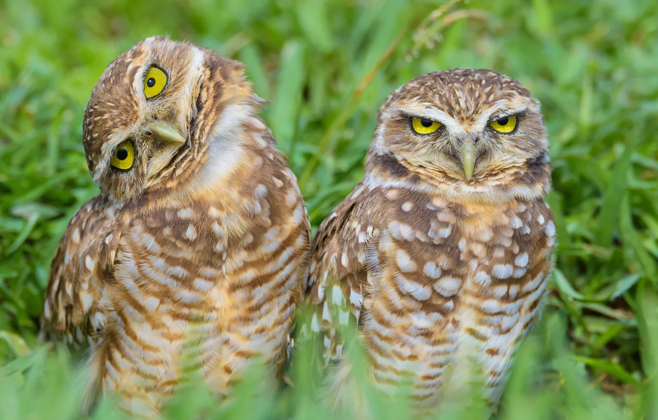 Photo wallpaper owl, bird, sitting