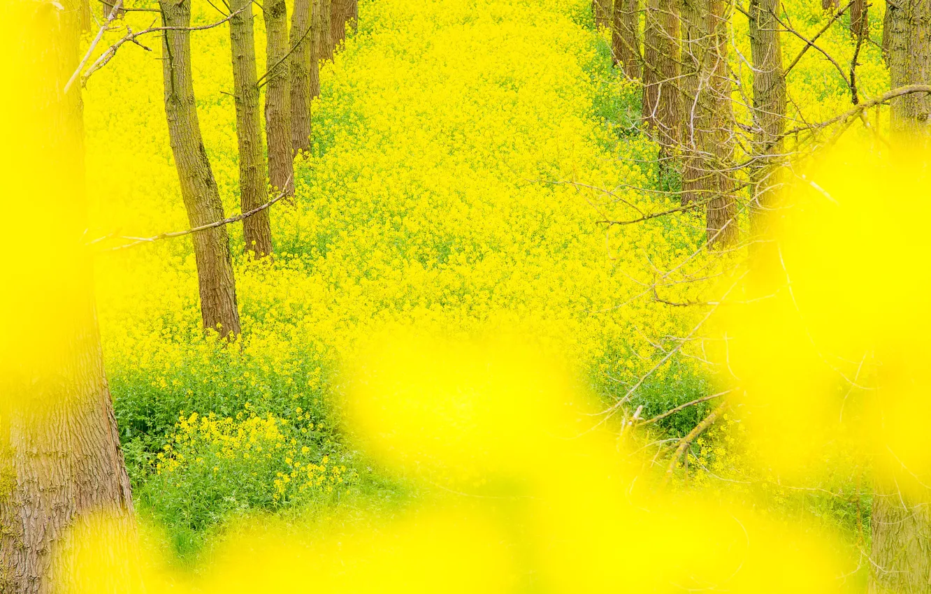 Photo wallpaper the sky, flowers, yellow, rape, rapeseed field