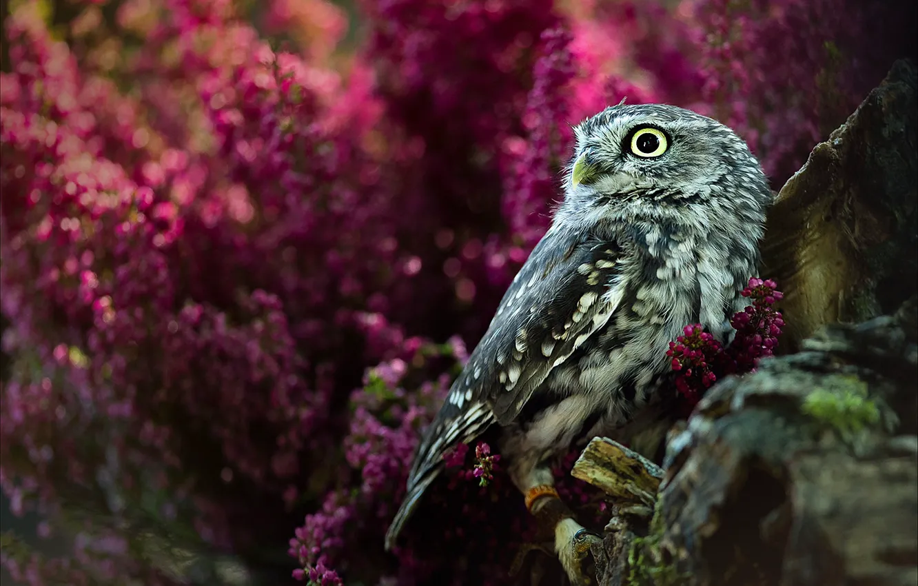 Photo wallpaper look, flowers, owl, bird, bokeh, owl, Heather