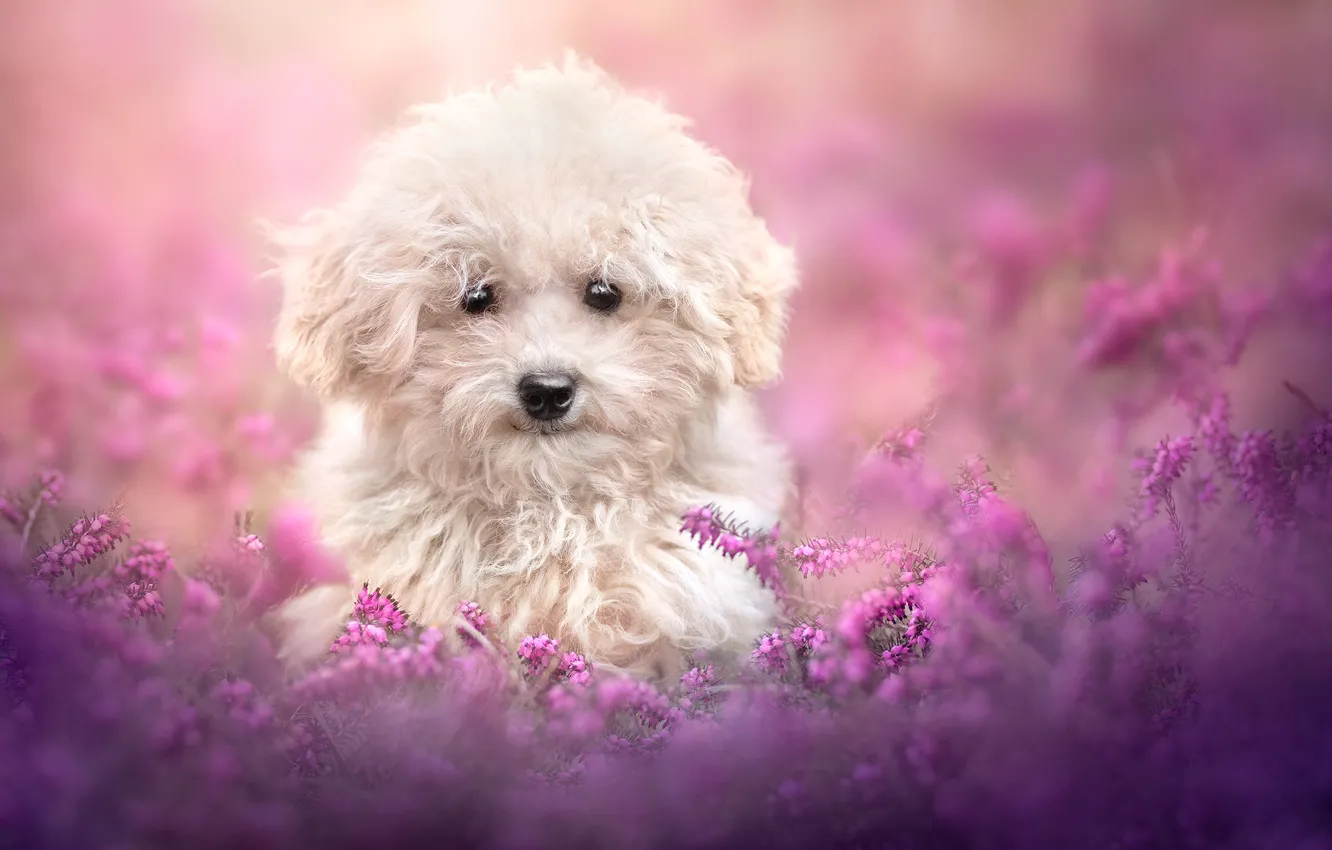 Photo wallpaper look, dog, face, doggie, Heather, Toy Poodle
