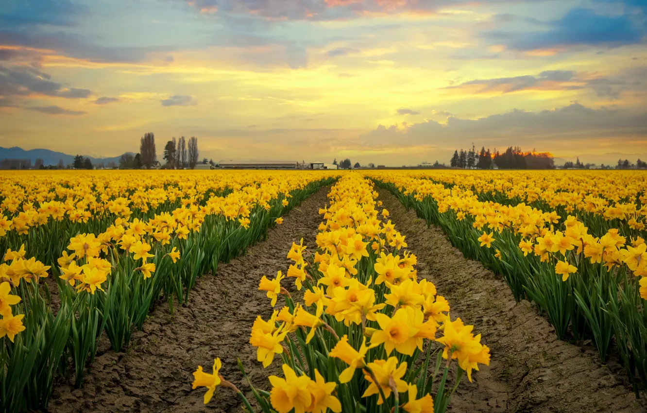 Photo wallpaper flowers, yellow, spring, daffodils, plantation