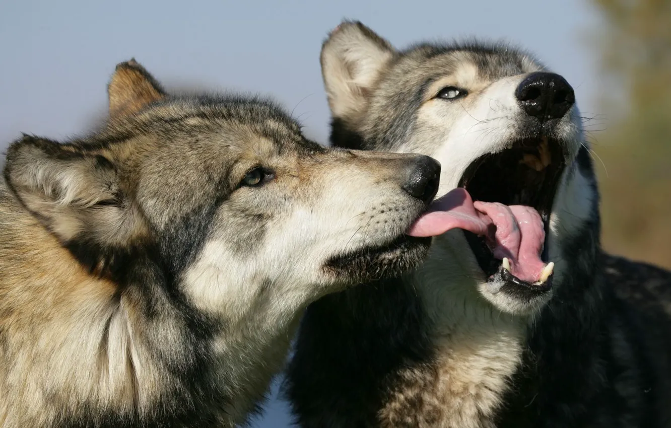 Photo wallpaper language, face, mouth, wolves
