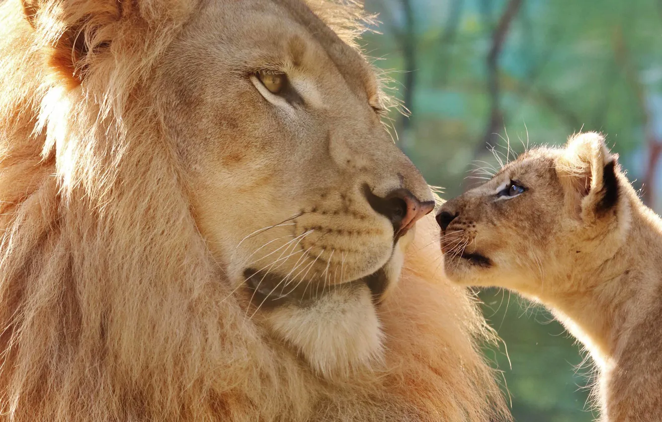 Photo wallpaper look, face, close-up, background, Leo, baby, father, lions