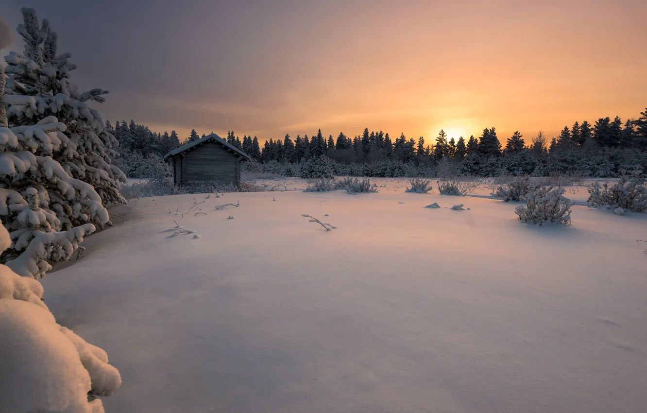 Photo wallpaper winter, forest, snow, sunset, Finland, Finland