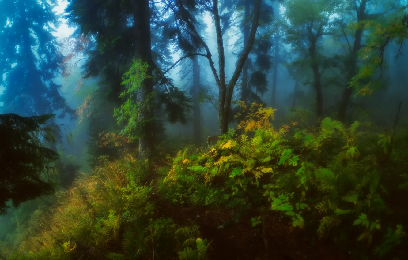 Photo wallpaper forest, trees, nature, fog, thickets, Alexander Plekhanov