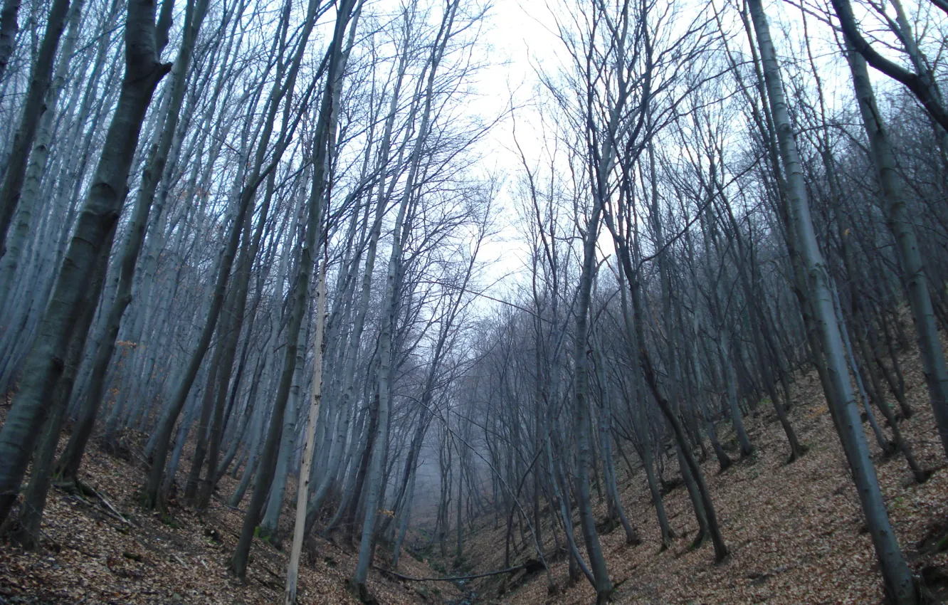 Photo wallpaper autumn, forest, fog, forest, autumn, fog, fall