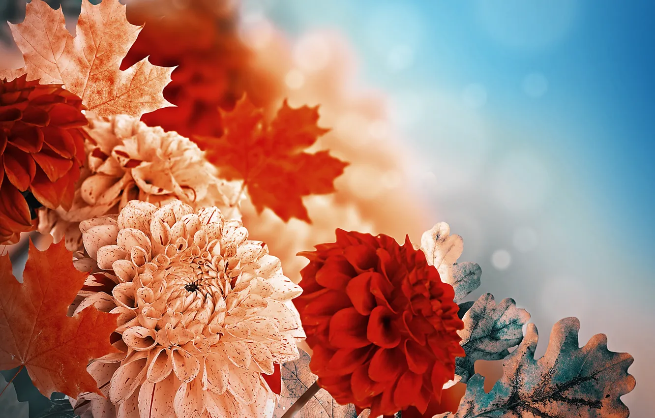 Photo wallpaper leaves, yellow, red, red, buds, yellow, leaves, dahlias